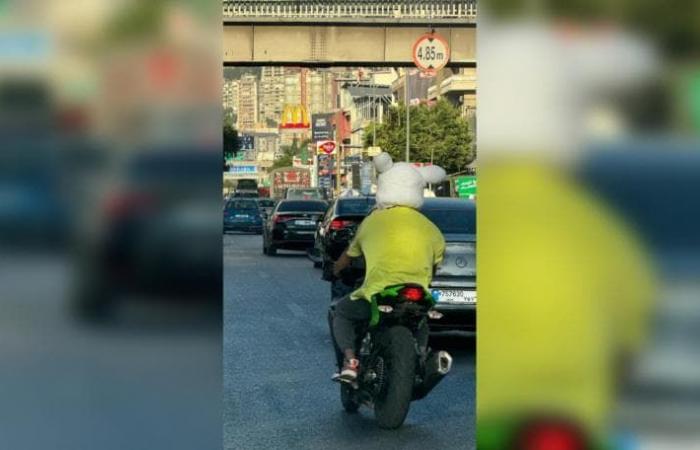 بالصورة.. "رأس أرنب" يتجوّل على أوتوستراد لبنانيّ!