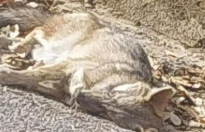 بلدية ضهر الصوان: مرض غامض يصيب حيوانات المنطقة