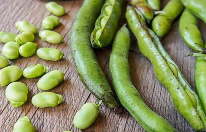 القيمة الغذائية لحبوب الفول وأثرها على صحة الإنسان