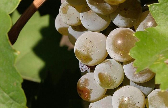 فائدة مهمة جداً للعنب.. إليكم ما كشفته آخر الدراسات