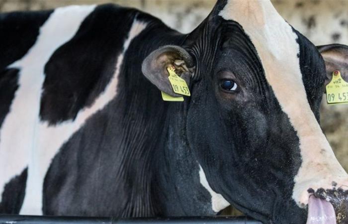 التحقيق جارٍ... رصد أول حالة لفيروس "اللسان الأزرق" بين الأبقار!