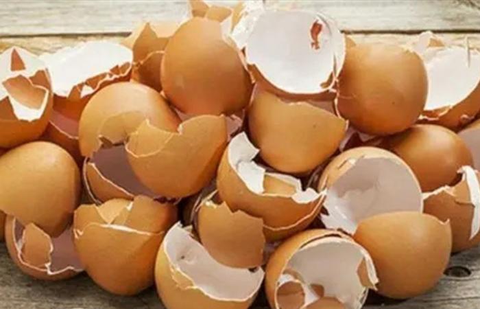 غشاء قشر البيض.. كنز خفي للبشرة والشعر وصحة العظام