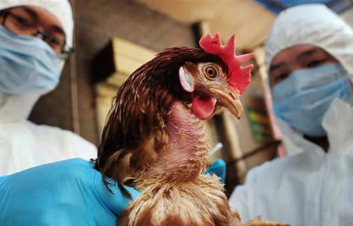 إنفلونزا الطيور تهدد العالم: 48 ساعة فاصلة للحد من الجائحة المحتملة!