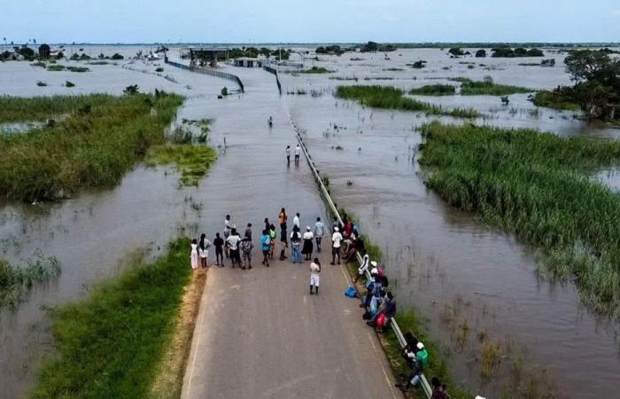 التماسيح تغزو شوارع موزمبيق