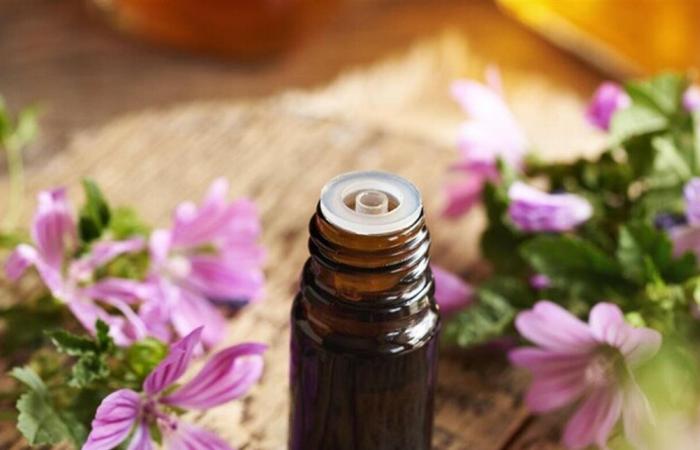 نبات طبي يساعد في محاربة سرطان القولون.. ما هو؟