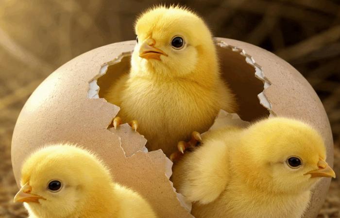 آخر اختراق علمي.. "صيصان" يخرجون من "بيضة ثلاثية الأبعاد"