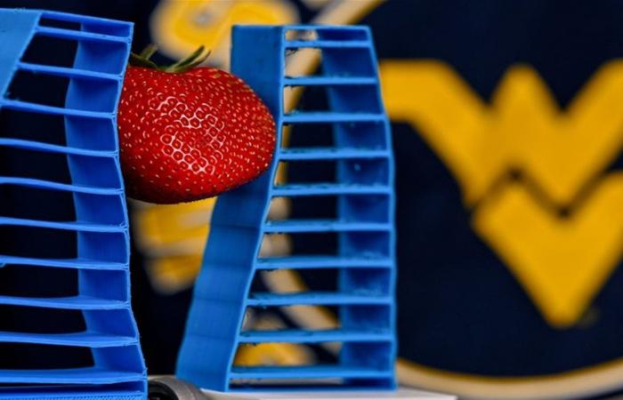 يد روبوتية تفرز الفواكه وتقطفها من دون إتلافها
