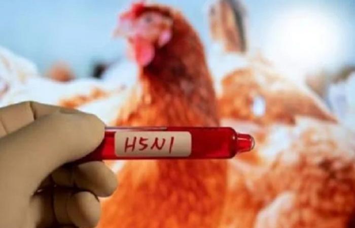اكتشاف أوّل حالة إصابة بإنفلونزا الطيور في أستراليا