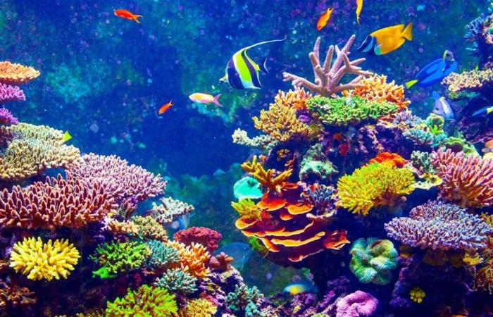 اكتشاف يعيد الأمل.. شعاب مرجانية تتحدى تغير المناخ
