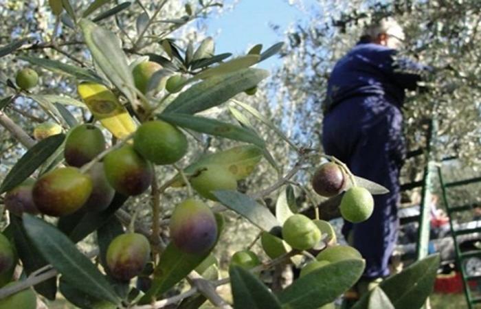 نقابات المزارعين: إفتحوا الطريق قبل أن يُدفن موسم الزيتون