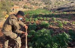 هل ينقذ القنب الهندي بعلبك الهرمل?